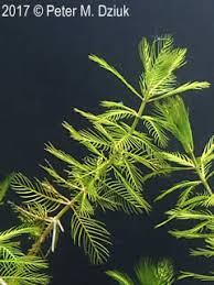 Attēlu rezultāti vaicājumam “Myriophyllum spicatum”