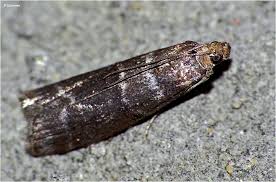 Attēlu rezultāti vaicājumam “Ortholepis betulae”