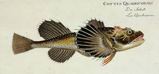 Image result for Myoxocephalus octodecemspinosus
