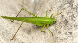 Attēlu rezultāti vaicājumam “Tettigoniodea”