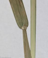 Attēlu rezultāti vaicājumam “Poa remota bud”