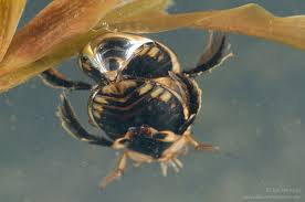 Attēlu rezultāti vaicājumam “Acilius sulcatus female”