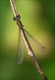 Attēlu rezultāti vaicājumam “Chalcolestes viridis”