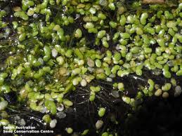 Attēlu rezultāti vaicājumam “Lemnaceae”