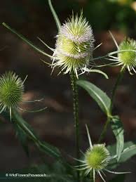 Attēlu rezultāti vaicājumam “Dipsacus fullonum”