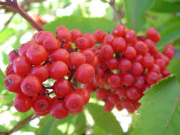 Attēlu rezultāti vaicājumam “Sambucus racemosa fruit”