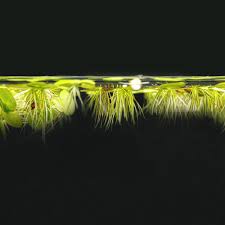 Attēlu rezultāti vaicājumam “Spirodela polyrhiza”