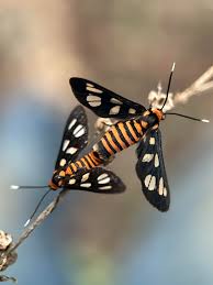 Attēlu rezultāti vaicājumam “Cabera exanthemata female”