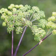 Image result for Angelica archangelica