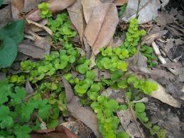 Attēlu rezultāti vaicājumam “Lysimachia nummularia leaf”