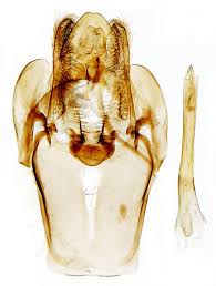 Attēlu rezultāti vaicājumam “Hypochalcia ahenella”