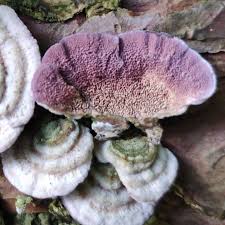 Attēlu rezultāti vaicājumam “Trichaptum abietinum”