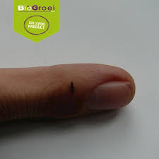 Attēlu rezultāti vaicājumam “Adalia bipunctata larva”