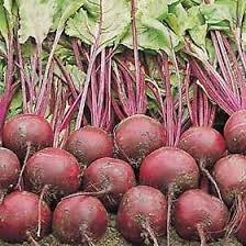Image result for Beta vulgaris