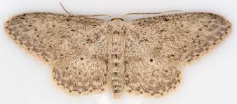 Attēlu rezultāti vaicājumam “Idaea seriata”