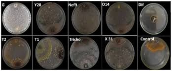Attēlu rezultāti vaicājumam “Trichia scabra spores”