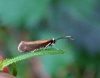 Attēlu rezultāti vaicājumam “Roeslerstammia erxlebella”