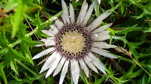 Image result for Silberdistel
