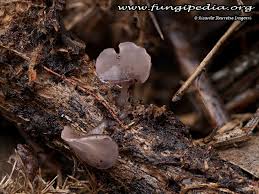 Attēlu rezultāti vaicājumam “Ombrophila violacea”
