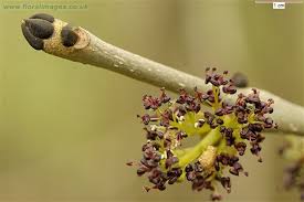 Attēlu rezultāti vaicājumam “Fraxinus excelsior”
