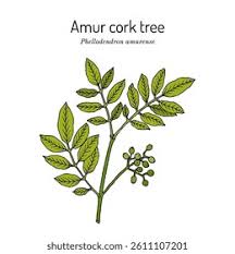 Attēlu rezultāti vaicājumam “Phellodendron amurense leaf”