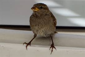 Image result for Petronia petronia