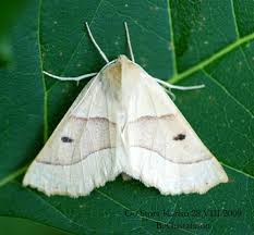 Attēlu rezultāti vaicājumam “Crocallis elinguaria”