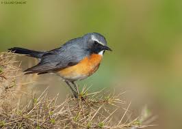 Image result for Irania gutturalis