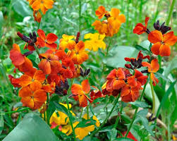 Image result for Cheiranthus cheiri