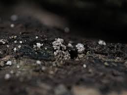 Attēlu rezultāti vaicājumam “Physarum globuliferum spores”