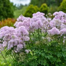 Attēlu rezultāti vaicājumam “Thalictrum”