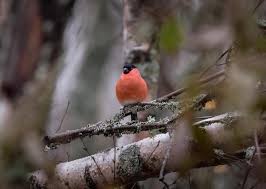 Attēlu rezultāti vaicājumam “Pyrrhula pyrrhula male”