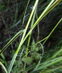 Attēlu rezultāti vaicājumam “Carex hostiana”