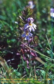 Image result for Euphrasia stricta