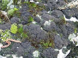 Attēlu rezultāti vaicājumam “Leptogium lichenoides”