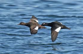 Attēlu rezultāti vaicājumam “Melanitta fusca”