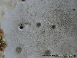 Attēlu rezultāti vaicājumam “Postia guttulata”