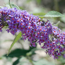 Image result for Buddleja davidii