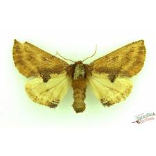 Attēlu rezultāti vaicājumam “Ptilodon capucina”