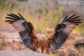 Image result for Milvus milvus