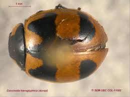 Attēlu rezultāti vaicājumam “Coccinella hieroglyphica”