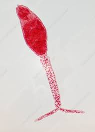 Attēlu rezultāti vaicājumam “Cystiphora sanguinea larva”