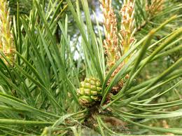 Attēlu rezultāti vaicājumam “Pinus sylvestris male flower”