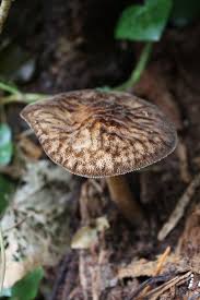 Attēlu rezultāti vaicājumam “Pluteus umbrosus”