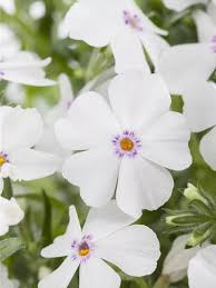 Image result for Phlox (großblumig)