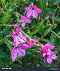 Image result for Nicotiana x sanderae