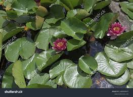 Attēlu rezultāti vaicājumam “Nymphaea candida”