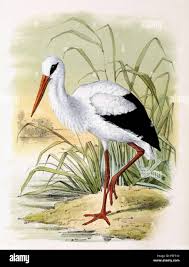 Attēlu rezultāti vaicājumam “Ciconia ciconia”