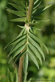 Attēlu rezultāti vaicājumam “Valeriana officinalis leaf”