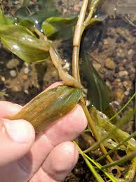 Attēlu rezultāti vaicājumam “Potamogeton praelongus”